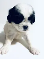 Adorn, a female Cavalier King Charles Spaniel and Japanese Chin for sale in Oklahoma City, OK – 6 of 7