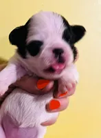 Cha Cha, a female Chihuahua and Japanese Chin for sale in Oklahoma City, OK – 3 of 5