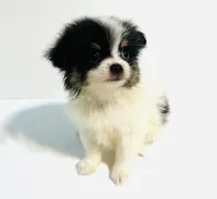 Prosody, a female Japanese Chin and Pomeranian for sale in Oklahoma City, OK – 2 of 7