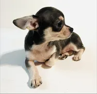 Epson, a male Chihuahua and Pekingese for sale in Oklahoma City, OK – 7 of 9