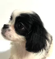 Adorn, a female Cavalier King Charles Spaniel and Japanese Chin for sale in Oklahoma City, OK – 4 of 10