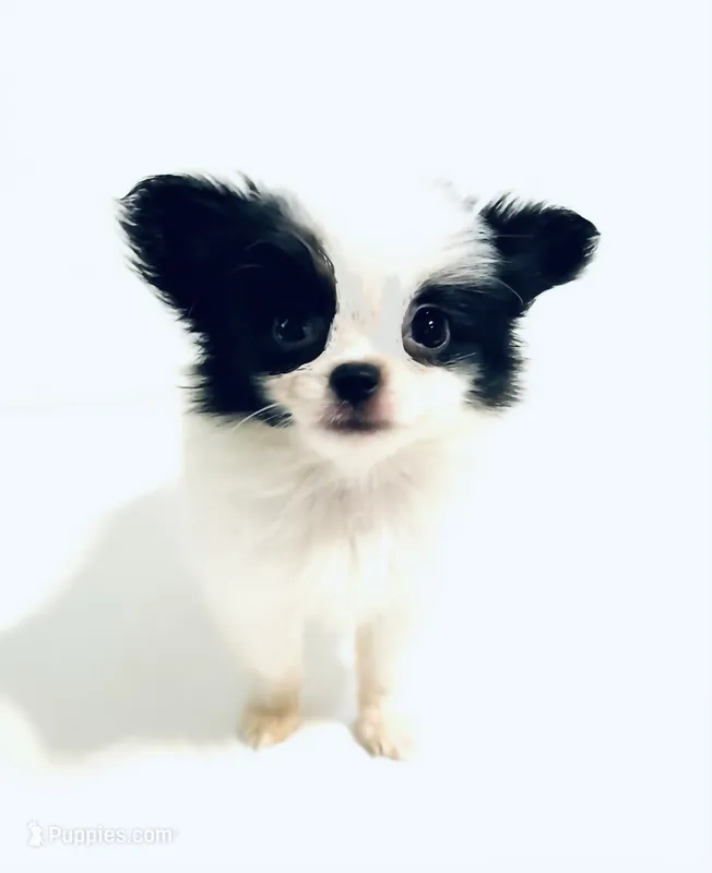 Melody – Japanese Chin, Pomeranian puppy for sale in Oklahoma City, OK