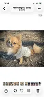 Two, a female Chihuahua for sale in Oklahoma City, OK – 10 of 10
