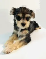 Durango, a male Miniature Schnauzer and Chihuahua for sale in Oklahoma City, OK – 1 of 8
