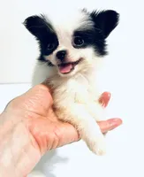 Melody, a female Japanese Chin and Pomeranian for sale in Oklahoma City, OK – 1 of 8