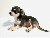 Epson, a male Chihuahua and Pekingese for sale in Oklahoma City, OK – 4 of 9