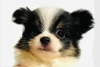 Lyric, a female Japanese Chin and Pomeranian for sale in Oklahoma City, OK – 1 of 10