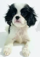 Hoop, a male Cavalier King Charles Spaniel and Japanese Chin for sale in Oklahoma City, OK – 6 of 10