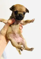 Five, a female Chihuahua for sale in Oklahoma City, OK – 2 of 8