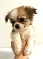 Three   **Sale**, a male Chihuahua for sale in Oklahoma City, OK – 7 of 10