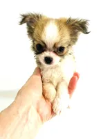 Three   **Sale**, a male Chihuahua for sale in Oklahoma City, OK – 3 of 10