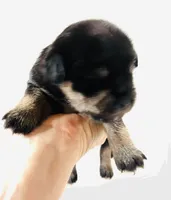 Solstice, a male Miniature Schnauzer and Japanese Chin for sale in Oklahoma City, OK – 2 of 6