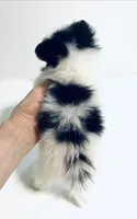 Melody, a female Japanese Chin and Pomeranian for sale in Oklahoma City, OK – 2 of 8