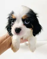 Stud, a male Cavalier King Charles Spaniel and Japanese Chin for sale in Oklahoma City, OK – 7 of 10