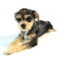 Durango, a male Miniature Schnauzer and Chihuahua for sale in Oklahoma City, OK – 3 of 8