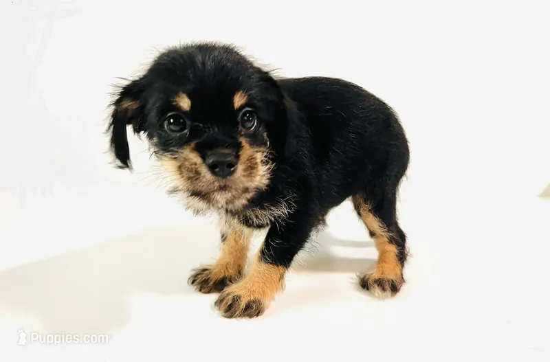 Solstice – Miniature Schnauzer, Japanese Chin puppy for sale in Oklahoma City, OK