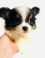 Lyric, a female Japanese Chin and Pomeranian for sale in Oklahoma City, OK – 5 of 10