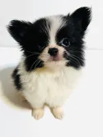 Genre, a male Japanese Chin and Pomeranian for sale in Oklahoma City, OK – 2 of 7