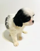 Jewel, a female Cavalier King Charles Spaniel and Japanese Chin for sale in Oklahoma City, OK – 2 of 9