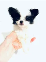 Melody, a female Japanese Chin and Pomeranian for sale in Oklahoma City, OK – 5 of 8