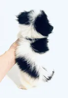 Prosody, a female Japanese Chin and Pomeranian for sale in Oklahoma City, OK – 5 of 9