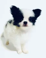 Melody, a female Japanese Chin and Pomeranian for sale in Oklahoma City, OK – 3 of 10
