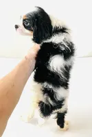 Stud, a male Cavalier King Charles Spaniel and Japanese Chin for sale in Oklahoma City, OK – 3 of 10