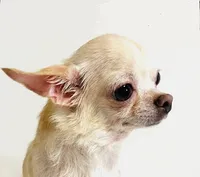 Three   **Sale**, a male Chihuahua for sale in Oklahoma City, OK – 10 of 10