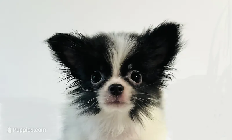 Genre XS T Cup – Japanese Chin, Pomeranian puppy for sale in Oklahoma City, OK