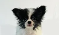 Genre XS T Cup, a male Japanese Chin and Pomeranian for sale in Oklahoma City, OK – 4 of 8