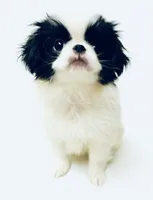 Adorn, a female Cavalier King Charles Spaniel and Japanese Chin for sale in Oklahoma City, OK – 10 of 10