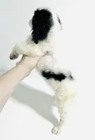Adorn, a female Cavalier King Charles Spaniel and Japanese Chin for sale in Oklahoma City, OK – 6 of 10