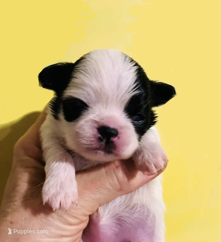 Cha Cha – Chihuahua, Japanese Chin puppy for sale in Oklahoma City, OK