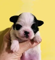 Cha Cha, a female Chihuahua and Japanese Chin for sale in Oklahoma City, OK – 1 of 5