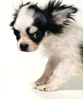 Inkblot, a male Chihuahua and Pekingese for sale in Oklahoma City, OK – 2 of 10