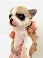 Two, a female Cavalier King Charles Spaniel and Japanese Chin for sale in Oklahoma City, OK – 1 of 4
