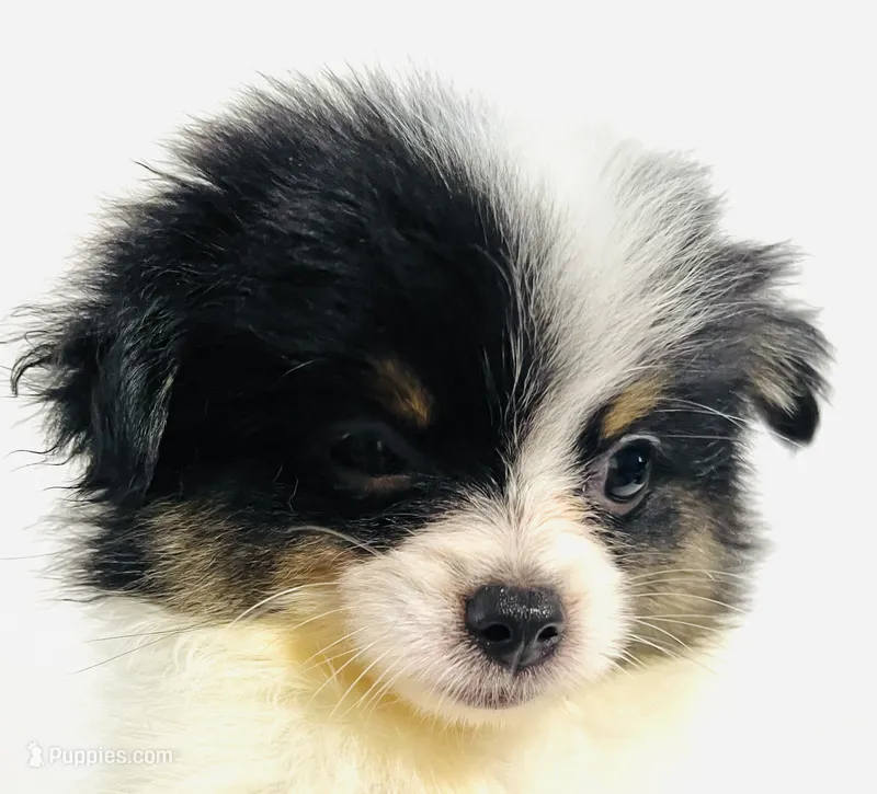 Prosody – Japanese Chin, Pomeranian puppy for sale in Oklahoma City, OK