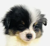 Prosody, a female Japanese Chin and Pomeranian for sale in Oklahoma City, OK – 1 of 9