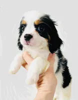 Stud, a male Cavalier King Charles Spaniel and Japanese Chin for sale in Oklahoma City, OK – 1 of 10