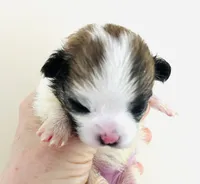 Joker, a female Pomchi for sale in Oklahoma City, OK – 5 of 6