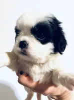 Jewel, a female Cavalier King Charles Spaniel and Japanese Chin for sale in Oklahoma City, OK – 1 of 3