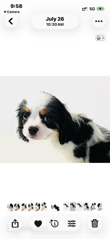 Stud – Cavalier King Charles Spaniel, Japanese Chin puppy for sale in Oklahoma City, OK