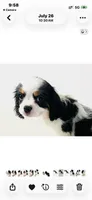 Stud, a male Cavalier King Charles Spaniel and Japanese Chin for sale in Oklahoma City, OK – 1 of 10