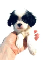 Dangle, a male Cavalier King Charles Spaniel and Japanese Chin for sale in Oklahoma City, OK – 3 of 9