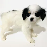 Pudsey, a female Japanese Chin for sale in Oklahoma City, OK – Photo 5 of 8
