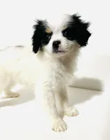 Pudsey, a female Japanese Chin for sale in Oklahoma City, OK – Photo 6 of 8