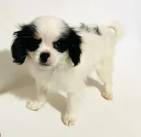 Pudsey, a female Japanese Chin for sale in Oklahoma City, OK – Photo 4 of 8