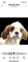 Pudsey, a female Japanese Chin for sale in Oklahoma City, OK – Photo 7 of 8