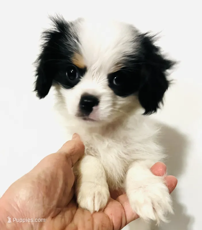 Pudsey – Japanese Chin puppy for sale in Oklahoma City, OK