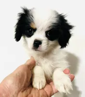 Pudsey, a female Japanese Chin for sale in Oklahoma City, OK – Photo 1 of 8